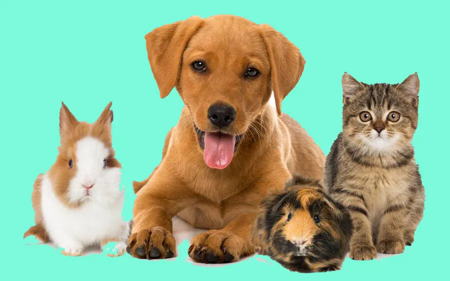 Everything You Need to Know About Cat Litter