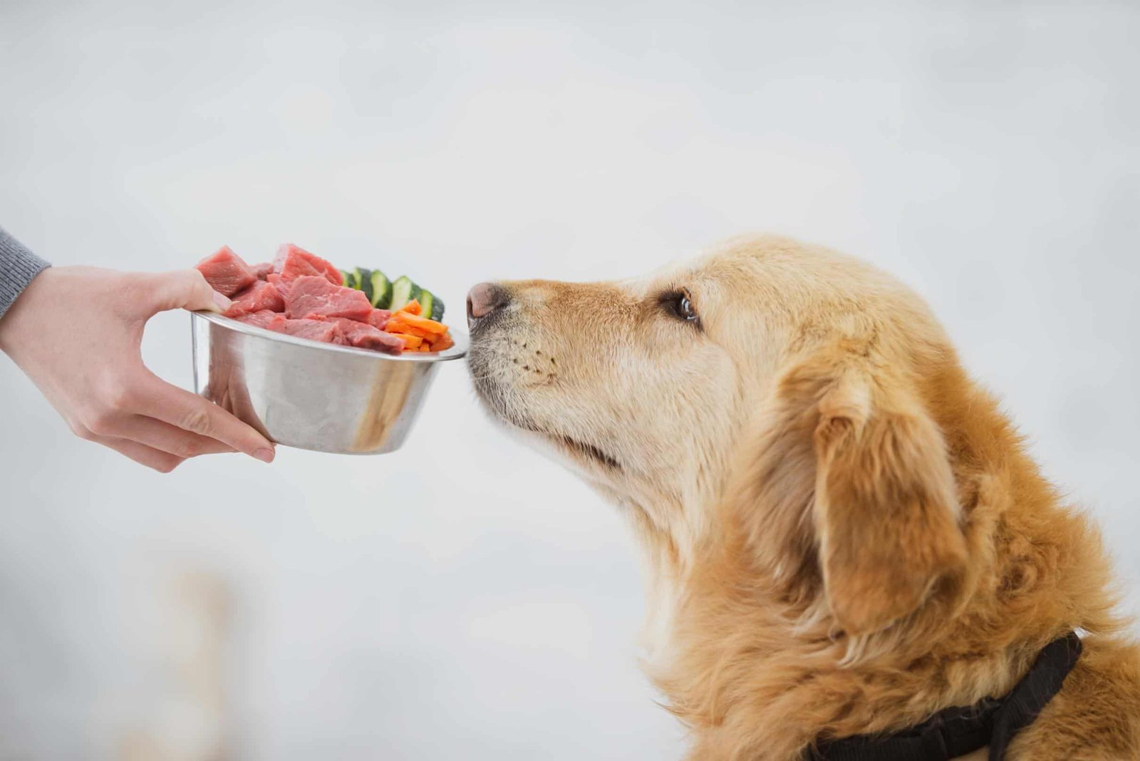 How to Keep Your Dog Healthy and Happy