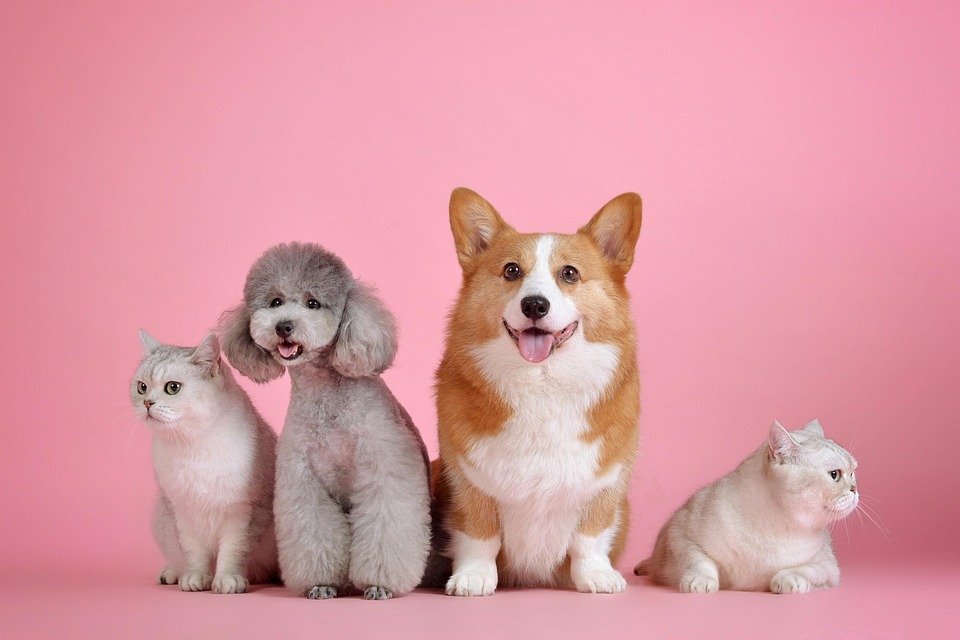 The Ultimate Guide to Cat Care
